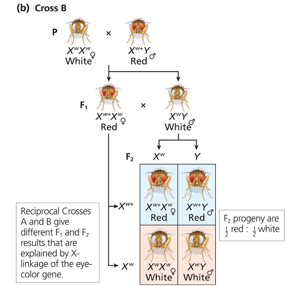 Diagram showing fruit fly crosses illustrating X-linked inheritance of eye color with red and white-eyed offspring genotypes.