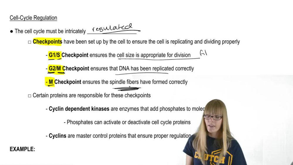 Mitosis Regulation