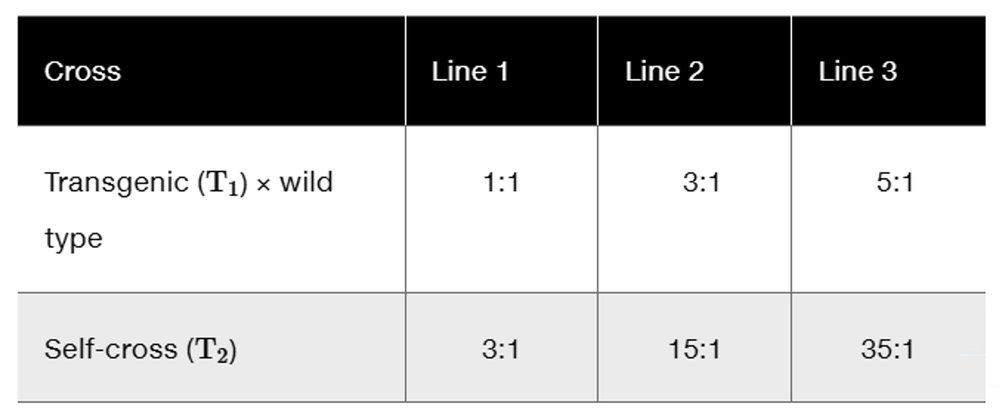 Table displaying segregation ratios of transgenic maize lines crossed with wild-type and self-crossed populations.
