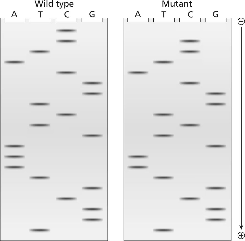 Two DNA sequencing gels show wild-type and mutant segments, highlighting start codons and codon sequences.