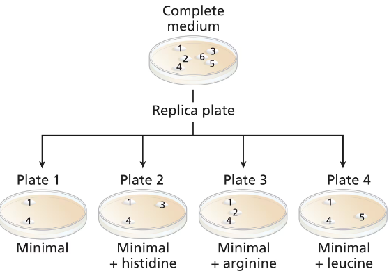 Diagram showing yeast colonies 1-6 on complete medium and their growth on four replica plates with minimal or supplemented media.