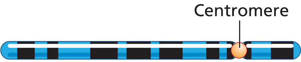 Diagram of a eukaryotic chromosome showing centromere, telomeres, and labeled heterochromatic and euchromatic regions.