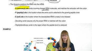 Ribosome Structure
