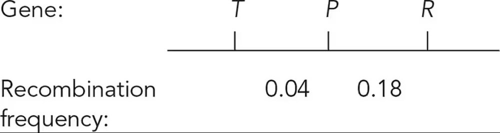 Genetic linkage diagram showing genes T, P, R with recombination frequencies of 0.04 and 0.18.