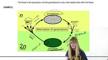 Formation of Plant Gametes