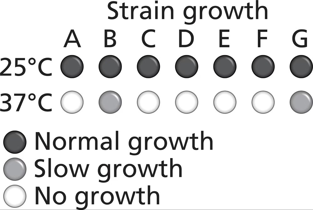 Table showing growth patterns of seven yeast strains at 25°C and 37°C, indicating normal, slow, and no growth.