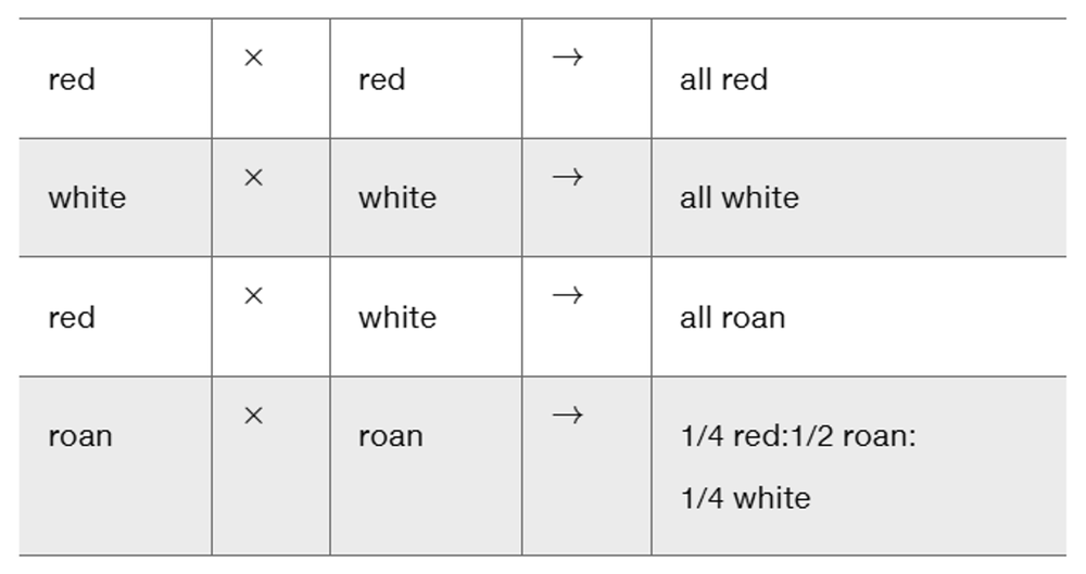 Table showing coat color crosses in cattle with outcomes: red x red all red, white x white all white, red x white all roan, roan x roan mixed ratios.