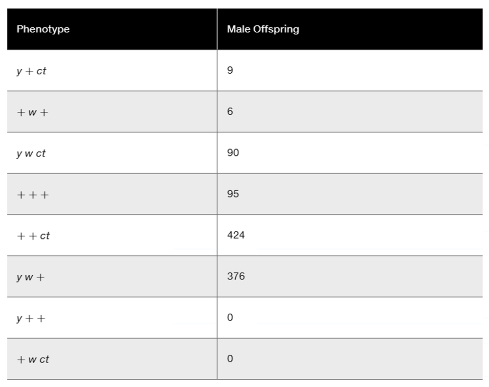 Table showing male offspring counts for Drosophila phenotypes involving yellow, white, and cut gene combinations.