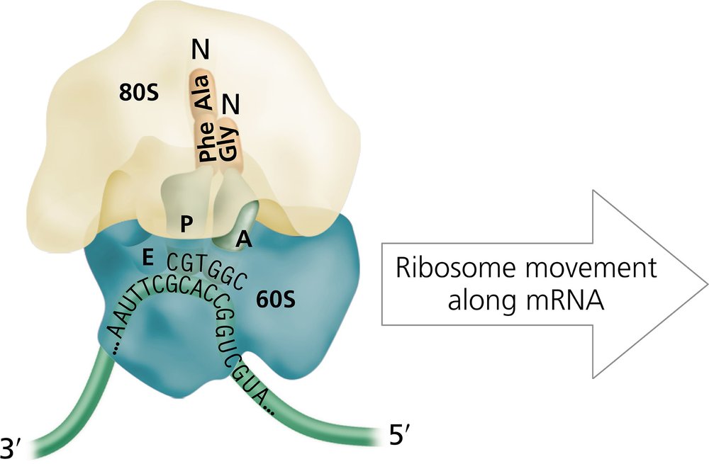 Diagram of a eukaryotic ribosome with labeled sites and mRNA sequence, indicating errors to be corrected.