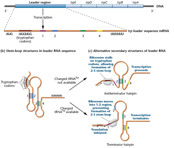 Diagram showing leader mRNA sequence with tryptophan codons and stem-loop structures forming antiterminator and terminator hairpins.