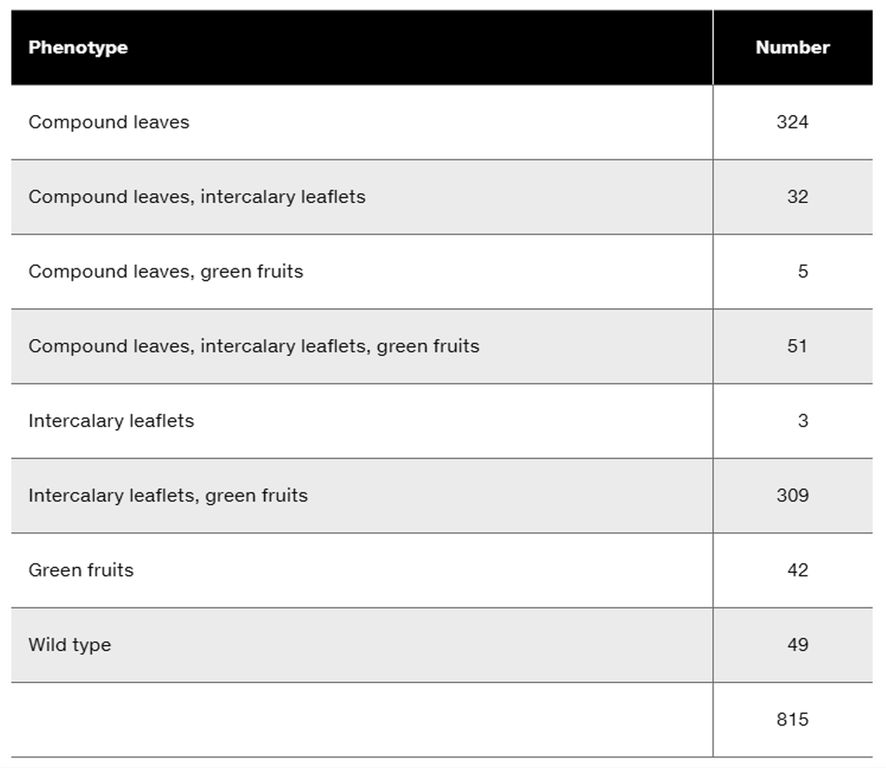 Table displaying phenotypes and their corresponding numbers from a trihybrid test cross in plant genetics.