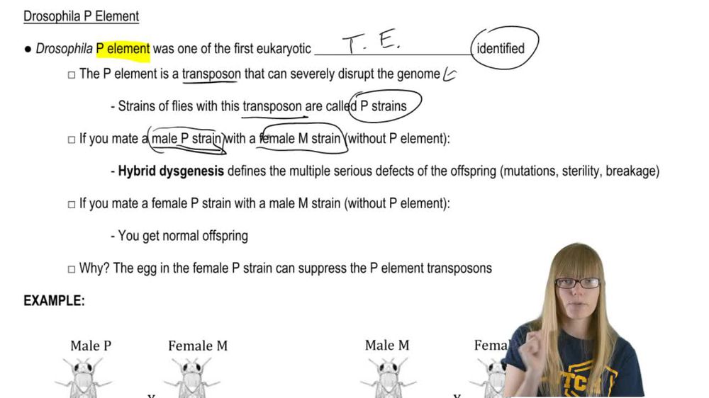 Drosophila P Element