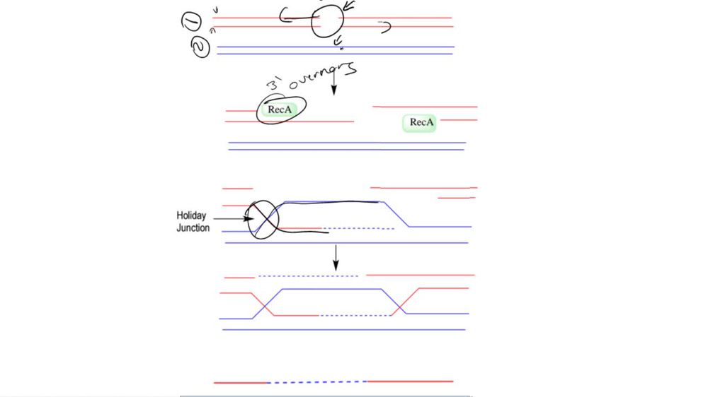 Recombination after Double Strand Breaks