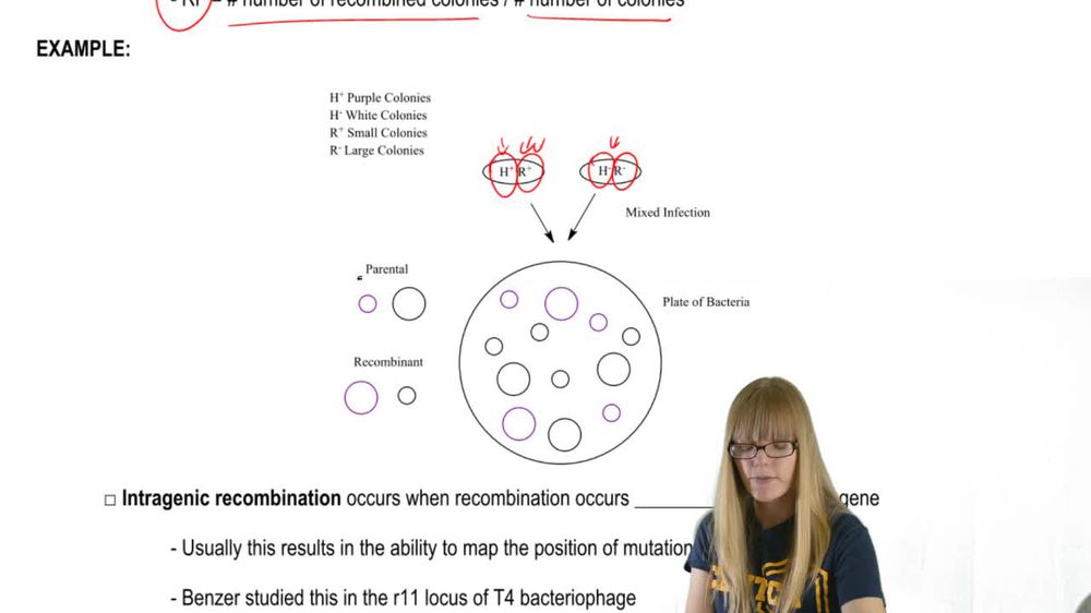 Mapping Bacteriophages