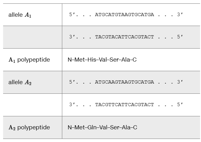 DNA sequences and polypeptides for two alleles, showing differences in amino acid composition.