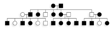 Pedigree chart of mice showing black (dark) and white (open) coat colors to determine genotypes using B and b alleles.