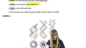 Alternative DNA Forms