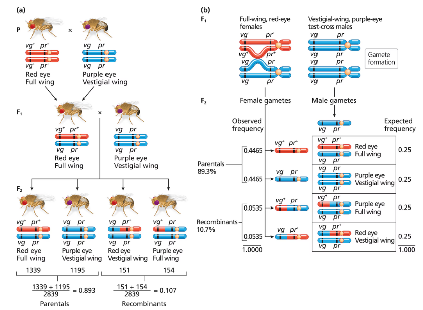 Diagram showing fruit fly crosses and chi-square analysis of eye color and wing form genes, illustrating genetic linkage.