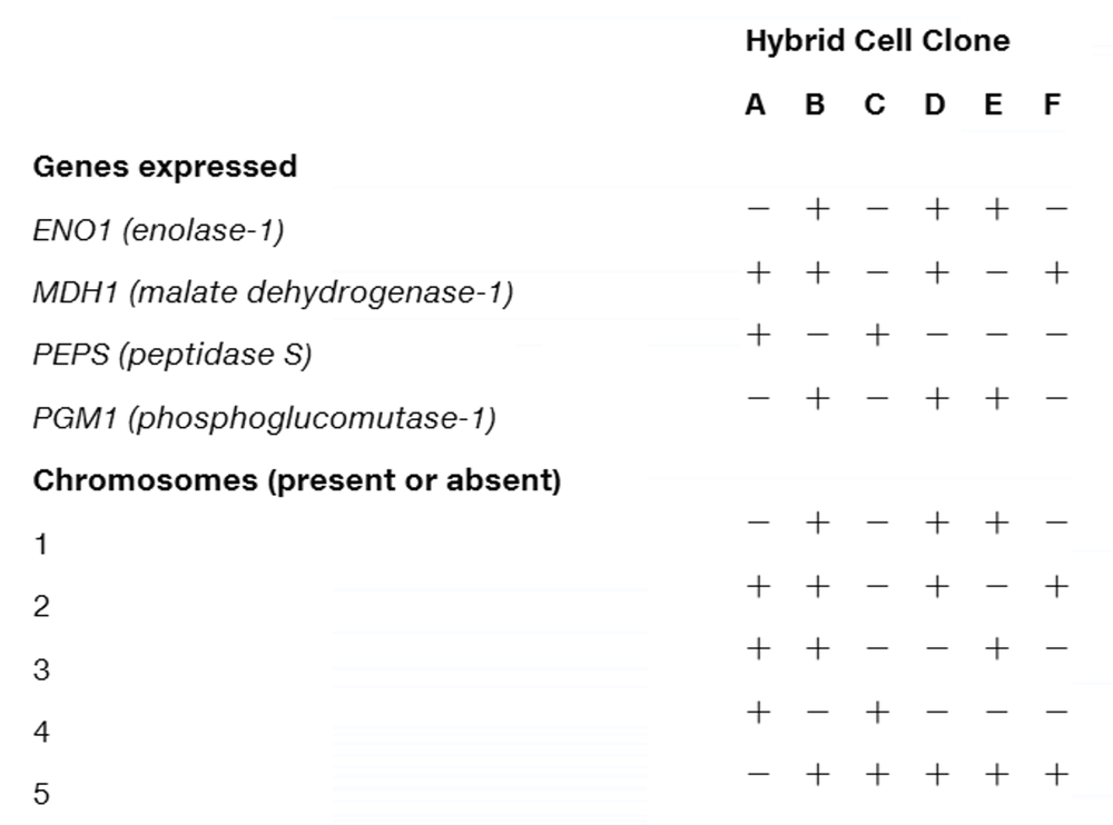 Table showing gene expression and chromosome presence across six hybrid cell clones, with plus and minus signs indicating presence or absence.