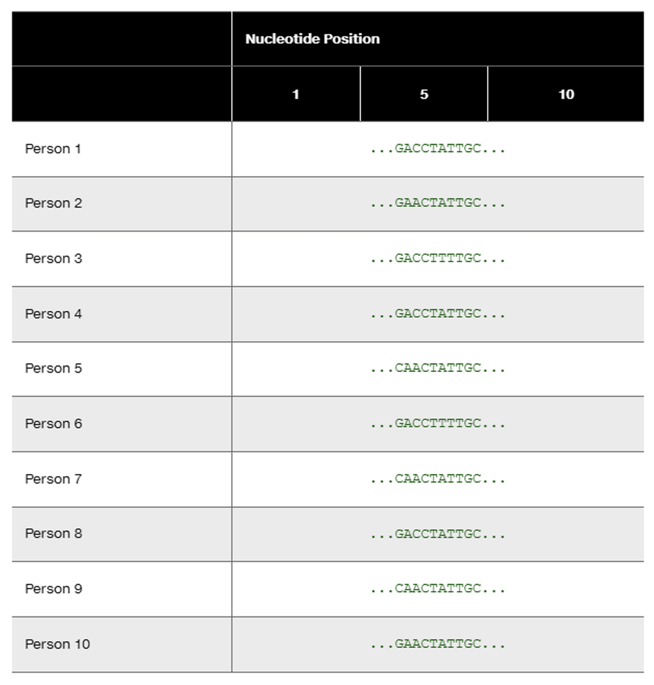 Table displaying DNA sequences for 10 individuals at specific nucleotide positions to identify their haplotypes.