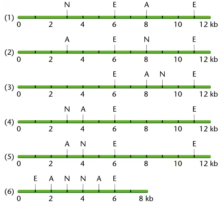 Linear DNA maps showing positions of restriction sites N, E, and A along segments from 0 to 12 kb or 8 kb.