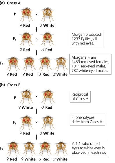 Diagram showing two fruit fly crosses illustrating inheritance of eye color with parental, F1, and F2 generations and phenotype ratios.