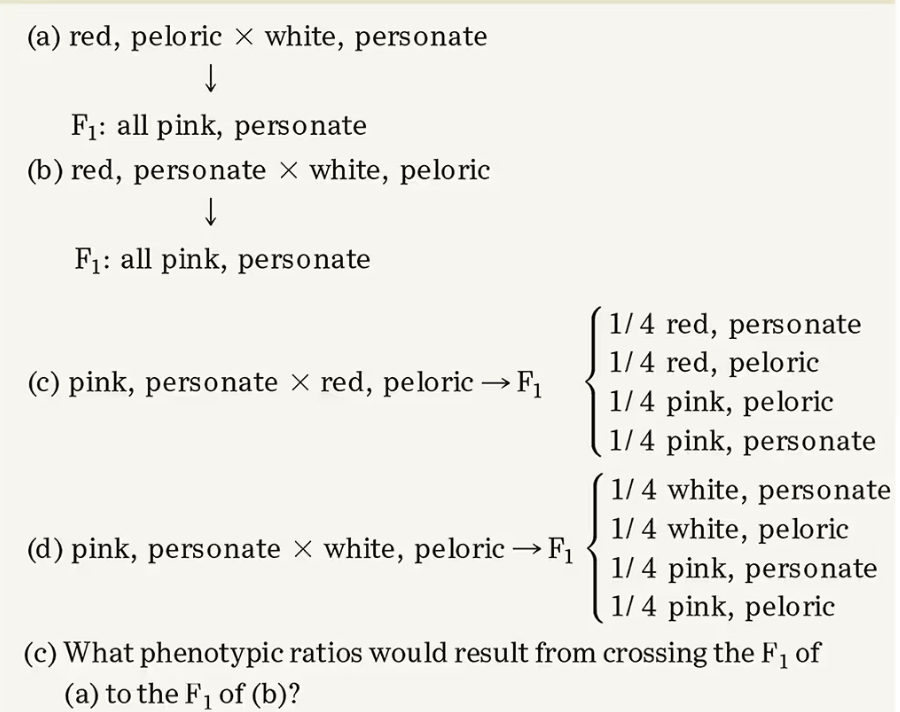 Crosses showing flower color and shape combinations with resulting F1 genotypes and phenotypic ratios for given crosses.