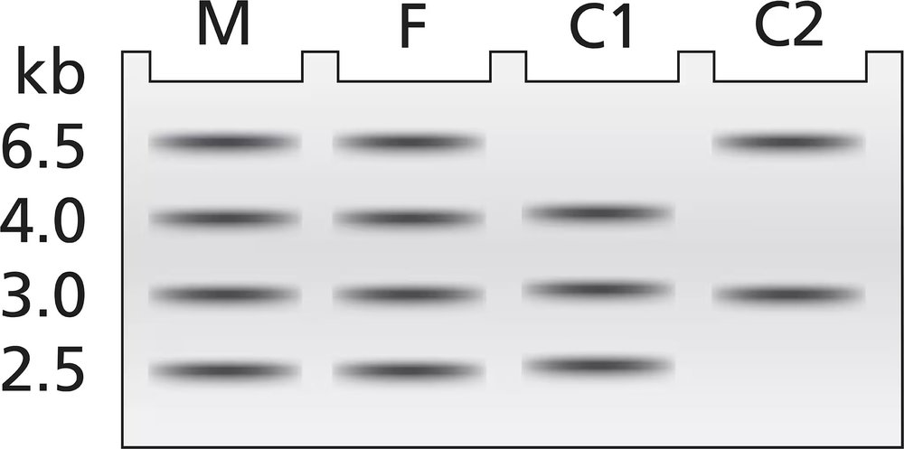 Southern blot results showing DNA bands for mother (M), father (F), and children (C1, C2) with sizes in kilobases.