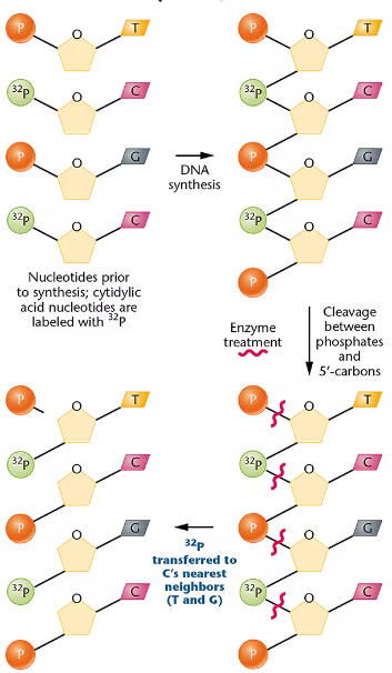 Diagram showing DNA synthesis from 32P-labeled nucleotides and enzyme cleavage transferring radioactive phosphate to adjacent bases.