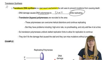 Translesion Synthesis