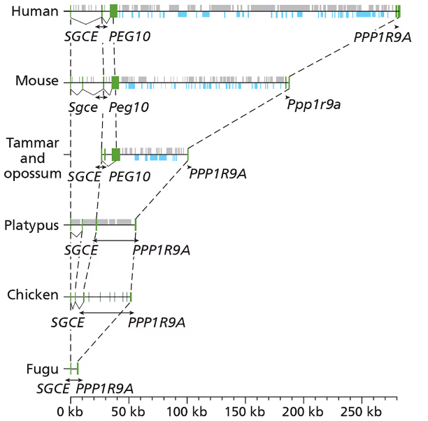 Comparative genomics illustration showing PEG10 gene location and synteny across various vertebrate genomes.