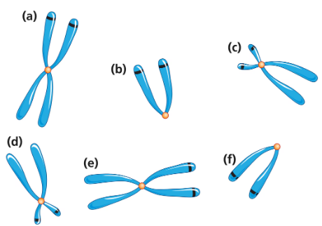 Illustration of six chromosomes labeled (a) to (f), showing their alignment during metaphase in a diploid eukaryote.