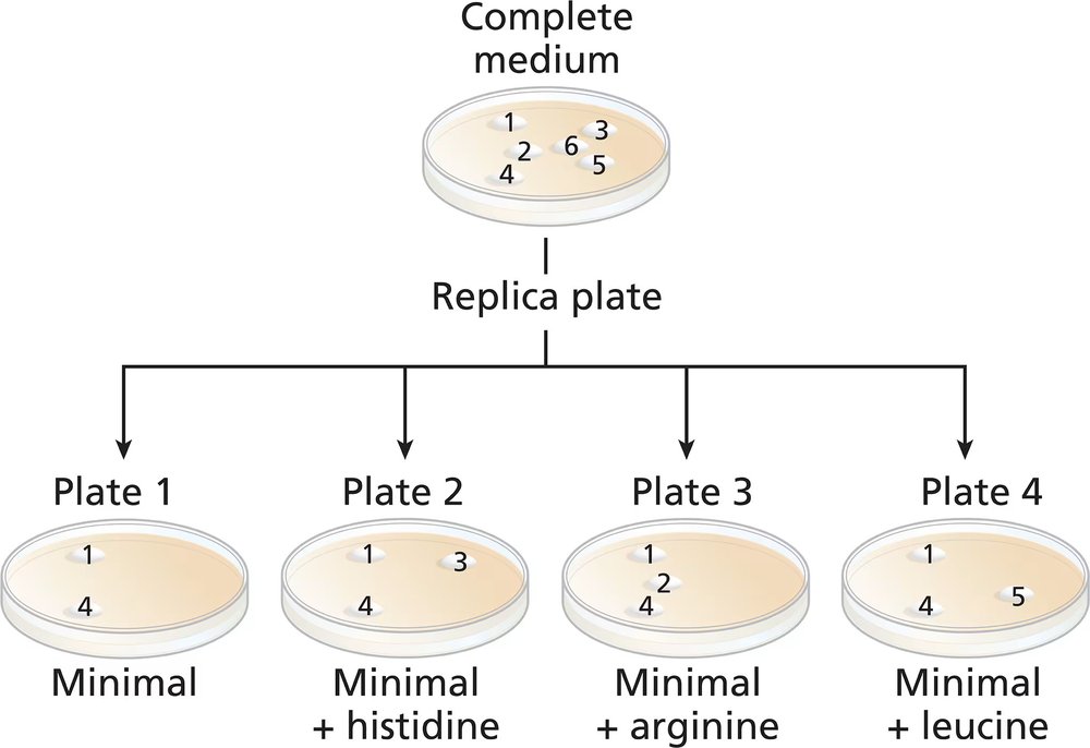 Diagram showing yeast colonies on a complete medium plate and their transfer to replica plates with minimal media.