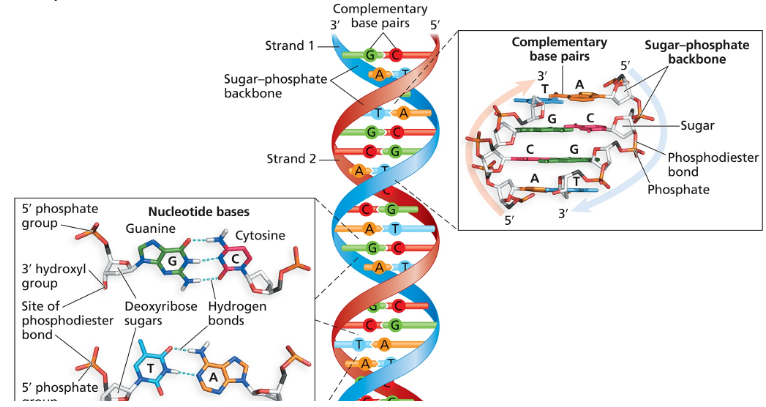 Illustration of DNA structure showing nucleotide bases, sugar-phosphate backbone, and hydrogen bonds in base pairs.