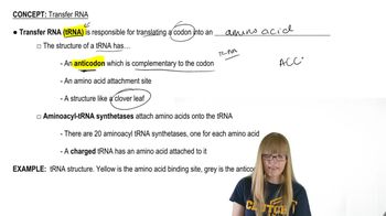 tRNA