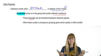 R Plasmid