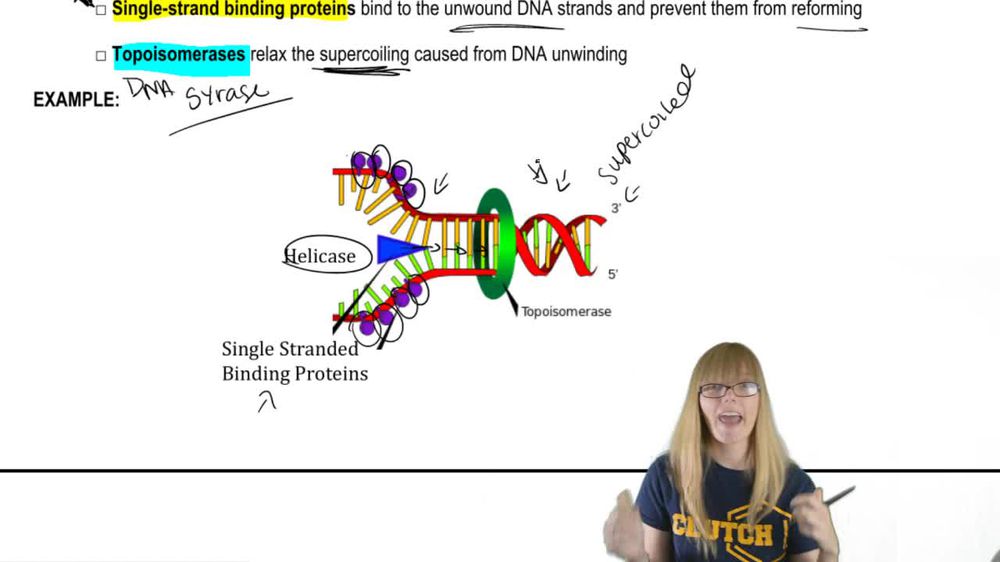 Steps to DNA Replication