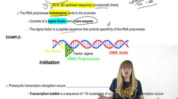 Prokaryotic Transcription