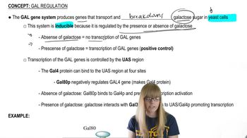 GAL Regulation