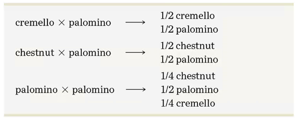 Probabilities of offspring coat colors from matings: cremello × palomino, chestnut × palomino, and palomino × palomino.