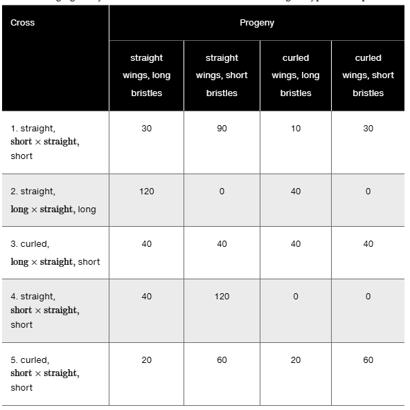 Table showing five fruit fly crosses with progeny counts for wing shape and bristle length combinations.