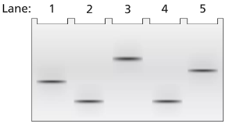 Gel electrophoresis image showing five lanes with distinct bands representing a 3.5-kb DNA fragment.