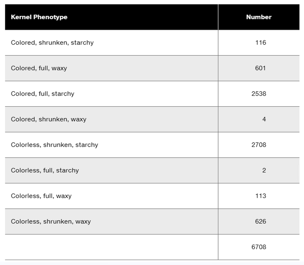 Table displaying kernel phenotypes and their corresponding counts from corn plant crosses.