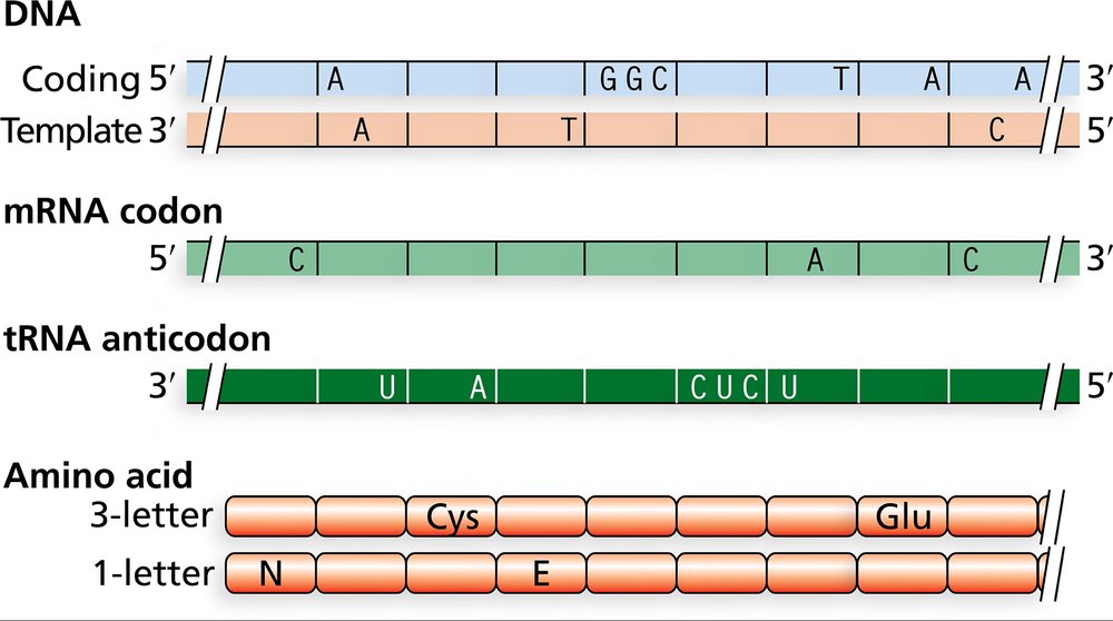 Diagram illustrating DNA coding, mRNA codon, tRNA anticodon, and corresponding amino acids with labels.