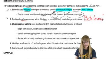 Positional Cloning