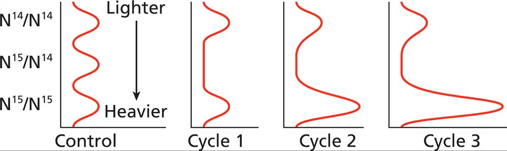 Graph showing DNA density results from nitrogen isotope experiments across three replication cycles, with control for comparison.