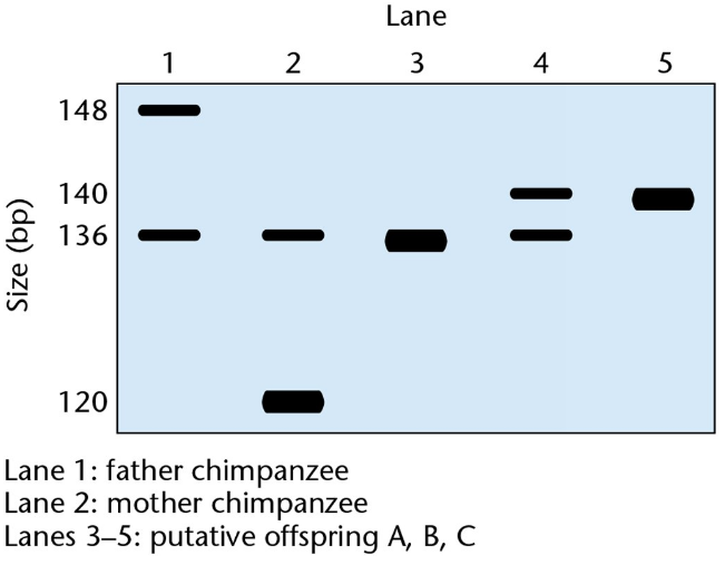 Southern blot showing DNA band patterns of chimpanzee parents and three offspring for genetic identity testing.