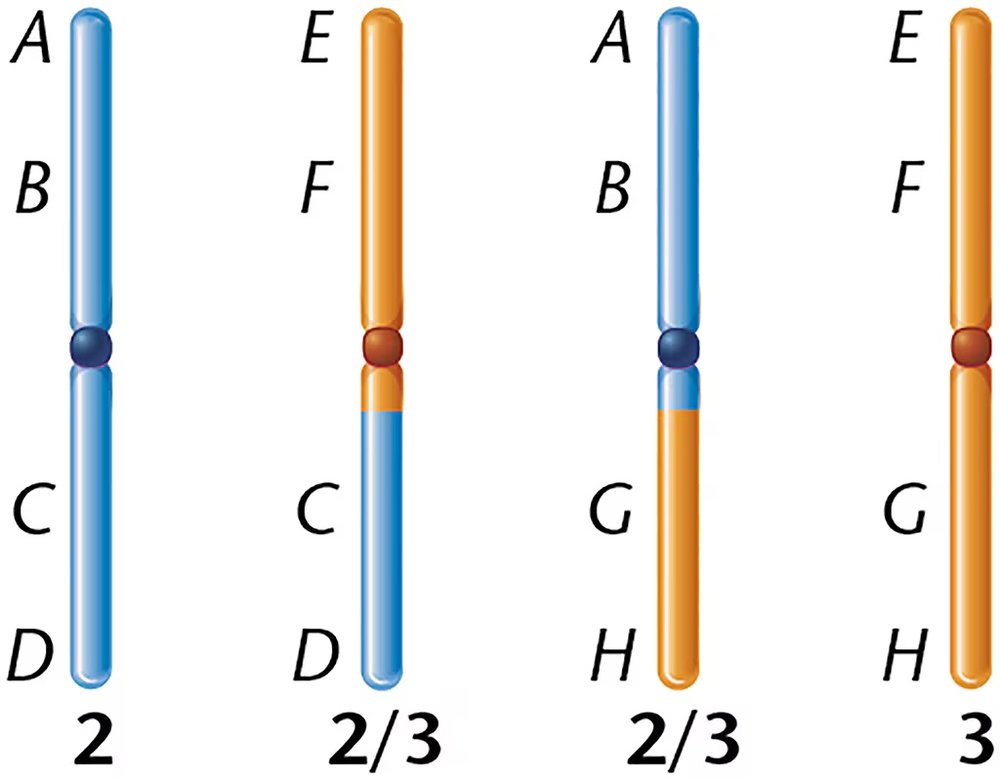 Diagram showing normal and rearranged chromosomes labeled with segments A-H, illustrating pairing during meiosis with heterozygous rearrangement.