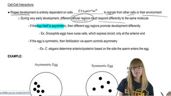 Cell-cell interactions