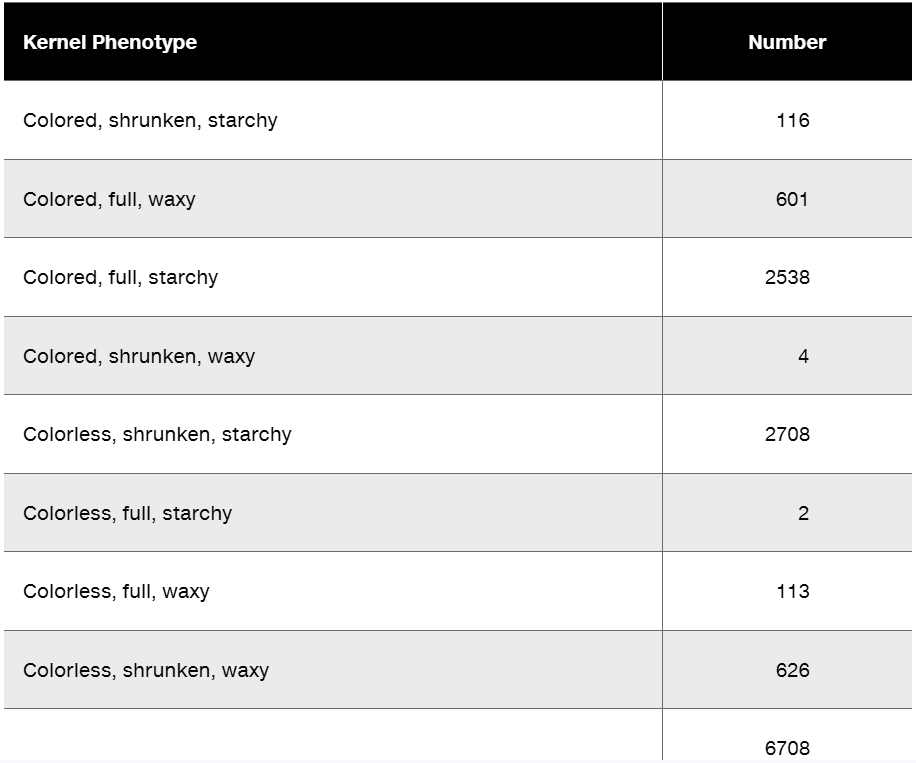 Table displaying kernel phenotypes and their corresponding counts from a corn plant genetic study.